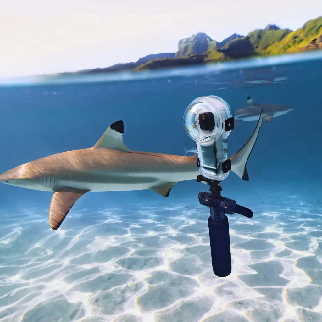 Dive Buddy (3).webp